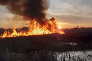 Incendii de vegetaţie de amploare în Buzău. 160 de hectare afectate la Dumitreşti