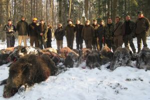 800 de mistreţi vânaţi anul trecut în judeţul Suceava