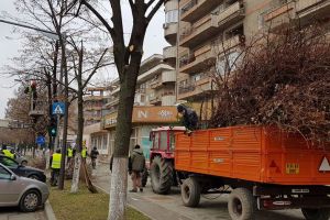 Nu parcaţi astăzi pe Bulevardul Decebal din Deva! Se taie copacii!