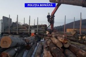 Peste 20 metri cubi de material lemnos transportat fără respectarea prevederilor legale, au fost confiscaţi